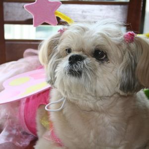 Meet your Posher, Corazon